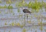 [3greenshank]