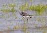 [4greenshank]