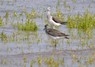 [5greenshank]