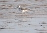 [9greenshank]