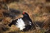 [Blackgrouse1]