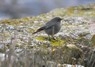 [Blackredstart4]