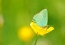 [Greenhairstreak1]