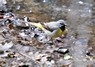 [Greywagtail1]