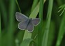 [Smallblue1]