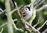 [Treesparrow1]