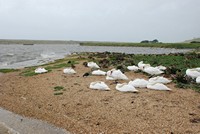 [Mute Swans at the Swannery]