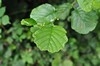 [alder1]
