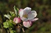 [appletree1]