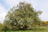 [appletree3]