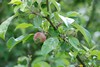 [appletree4]
