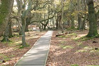 [walkway through woods]