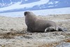 [atlanticwalrus7]