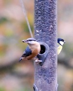 [birds at feeder]