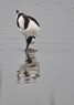 [avocet13]