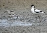 [avocet14]