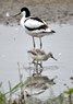 [avocet16]