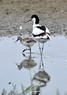 [avocet17]