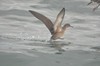 [balearicshearwater2]