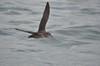 [balearicshearwater3]