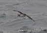 [balearicshearwater5]