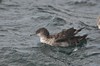 [balearicshearwater9]