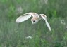 [barnowl1]