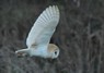 [barnowl4]