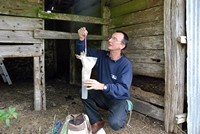 [A Barn Owl being weighed - Barn Owl Trust]
