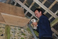 [A Barn Owl being returned to a nest box - Barn Owl Trust]