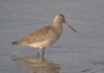 [bartailedgodwit1]