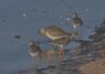[bartailedgodwit10]
