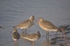 [bartailedgodwit2]