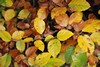 [beech3]
