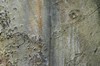 [beech4]