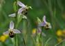 [beeorchid4]
