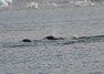 [belugawhale4]