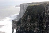 [Bempton Cliffs]