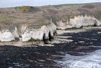 [Bempton Cliffs]