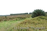 [Heathland on Bicton Common]