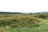 [Heathland on Bicton Common]