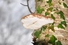 [birchpolypore]