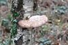 [birchpolypore1]