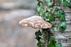[birchpolypore2]