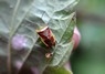 [birchshieldbugs1]