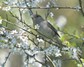 [blackcap1]