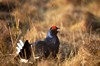 [blackgrouse2]