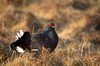 [blackgrouse3]