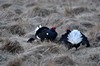 [blackgrouse6]