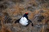 [blackgrouse7]